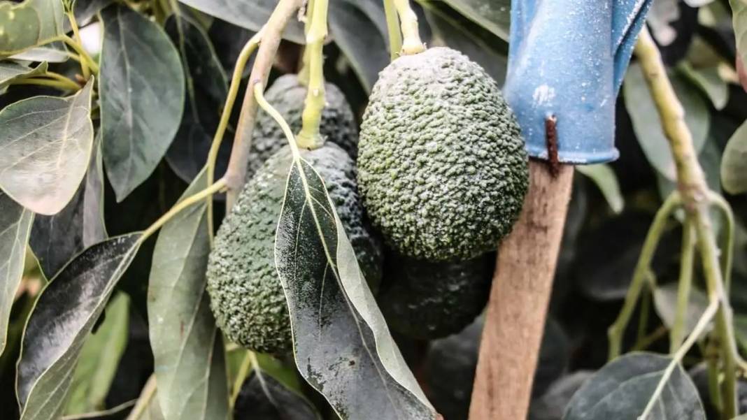 Adana’da 4 Kuşaklık Aile Mirası Tropikal Cennete Dönüştü! 5